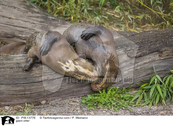 giant otter / PW-13776
