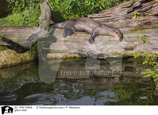 Riesenotter / giant otter / PW-13808