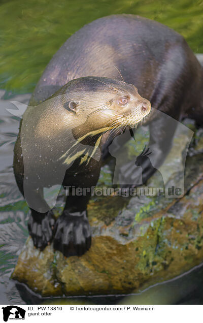 Riesenotter / giant otter / PW-13810