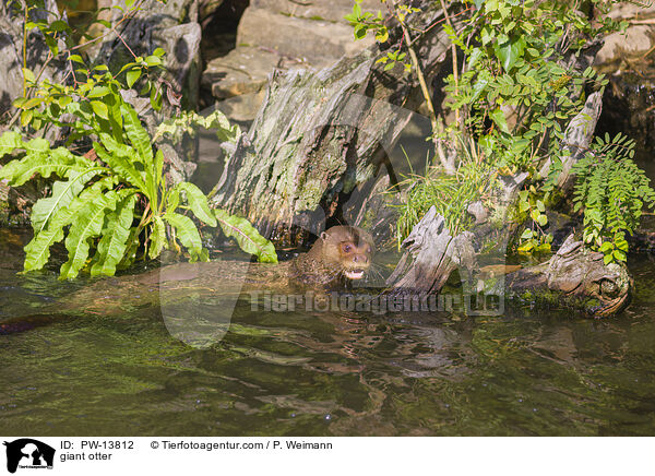 giant otter / PW-13812