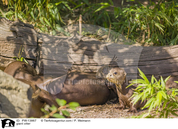 giant otter / PW-13867