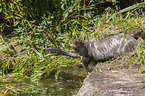 giant otter