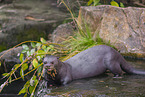 giant otter