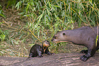 giant otter