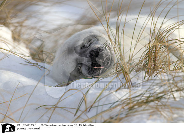 junge Kegelrobbe / young grey seal / FF-01246