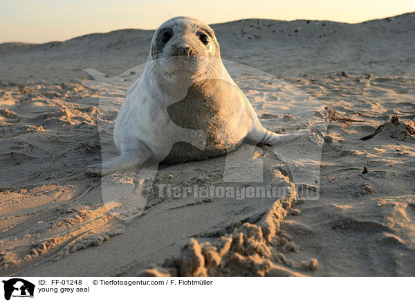 junge Kegelrobbe / young grey seal / FF-01248