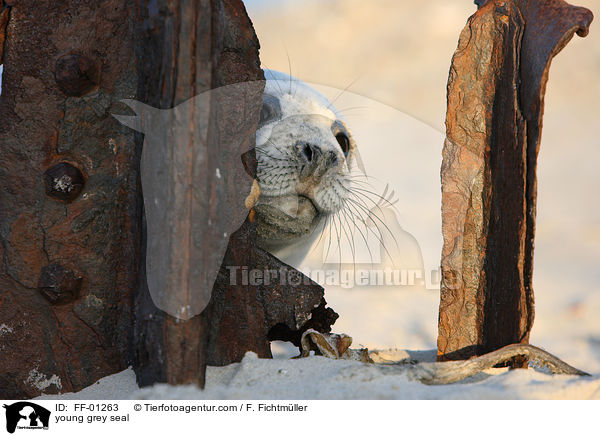junge Kegelrobbe / young grey seal / FF-01263