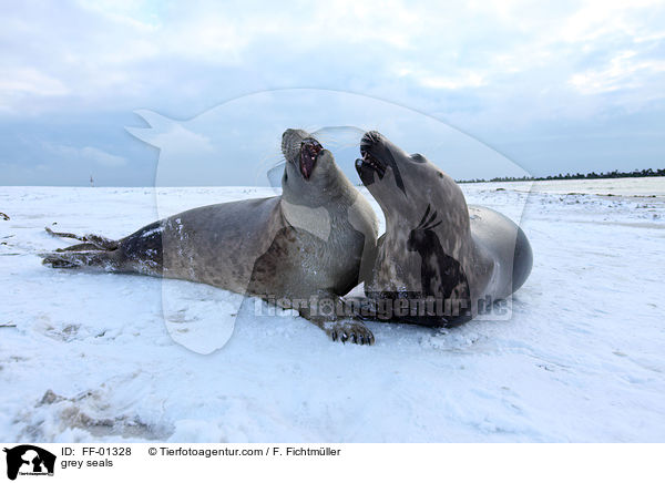 Kegelrobben / grey seals / FF-01328