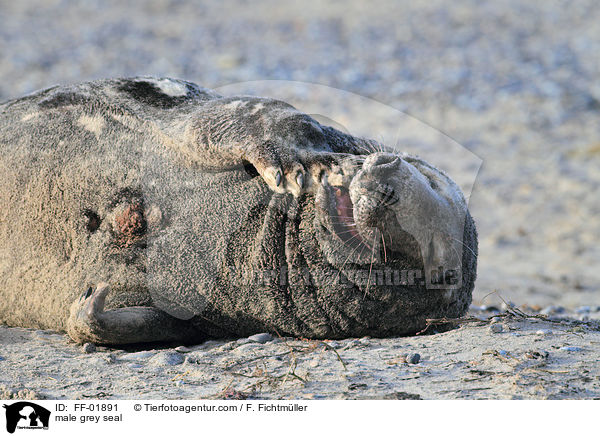 Kegelrobben Bulle / male grey seal / FF-01891