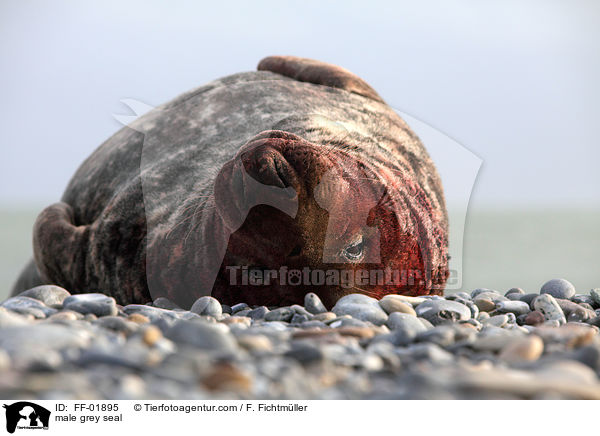 Kegelrobben Bulle / male grey seal / FF-01895