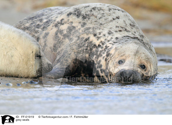 Kegelrobben / grey seals / FF-01919