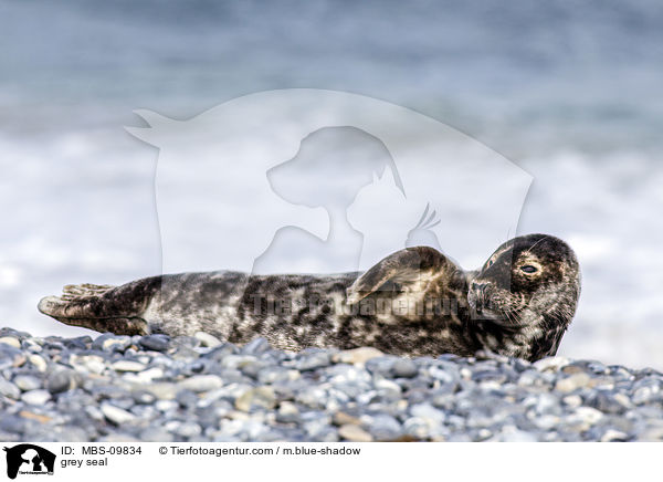 Kegelrobbe / grey seal / MBS-09834