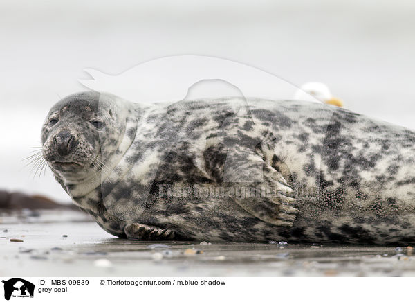 Kegelrobbe / grey seal / MBS-09839