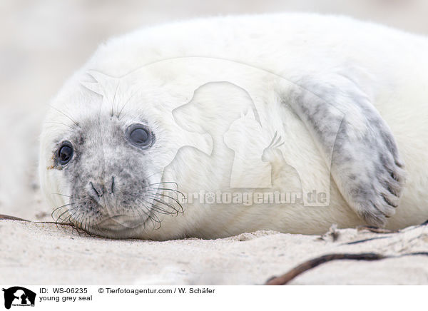 young grey seal / WS-06235