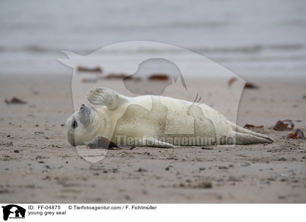 junge Kegelrobbe / young grey seal / FF-04875
