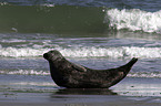 grey seal