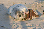 young grey seal