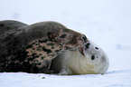 grey seals