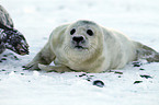 grey seal