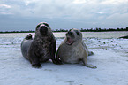 grey seals