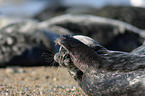 grey seal