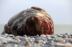 male grey seal