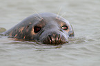 grey seal