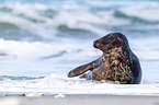 grey seal