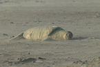 grey seal