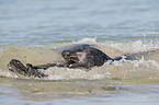 grey seals