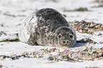 grey seal