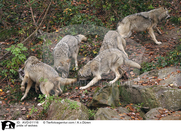 Wolfsgruppe / pride of wolves / AVD-01116
