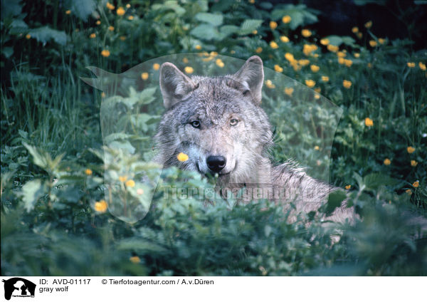 Grauwolf / gray wolf / AVD-01117