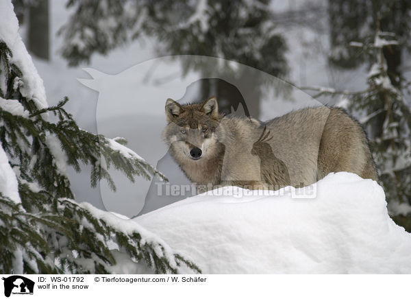 Wolf im Schnee / wolf in the snow / WS-01792