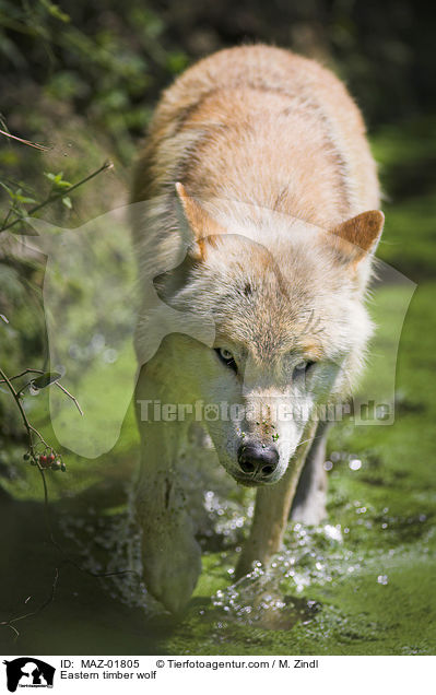 Eastern timber wolf / MAZ-01805