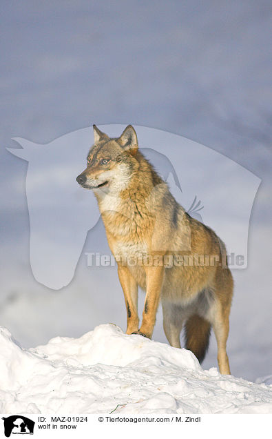 Wolf im Schnee / wolf in snow / MAZ-01924