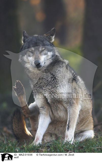Wolf / wolf / MAZ-01936
