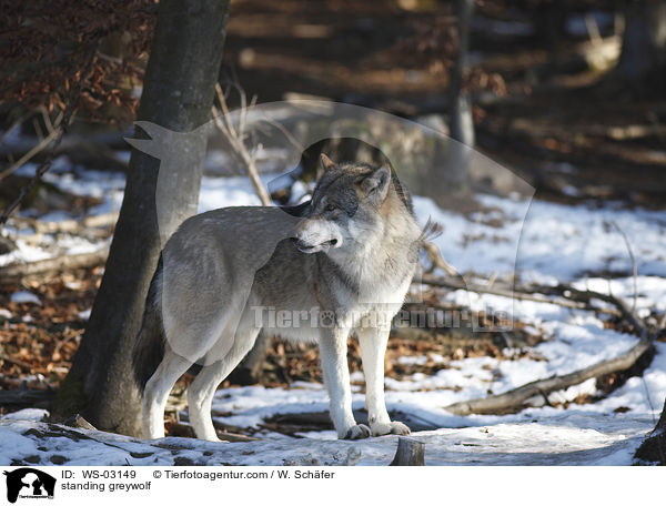 stehender Grauwolf / standing greywolf / WS-03149