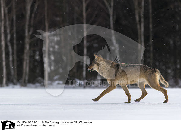 Wolf rennt durch den Schnee / Wolf runs through the snow / PW-02210