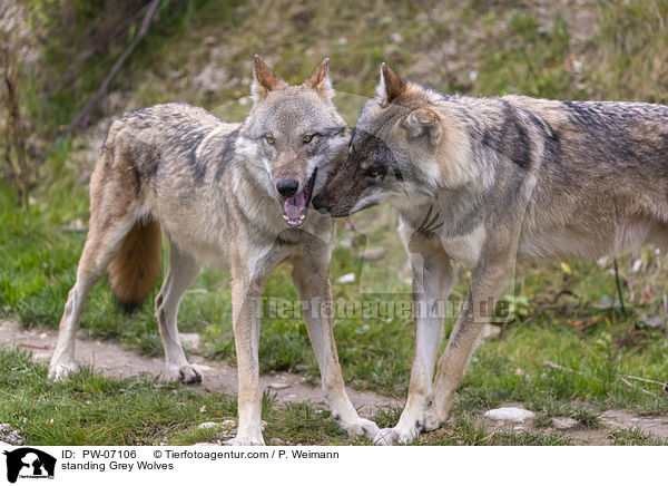 stehende Grauwlfe / standing Grey Wolves / PW-07106
