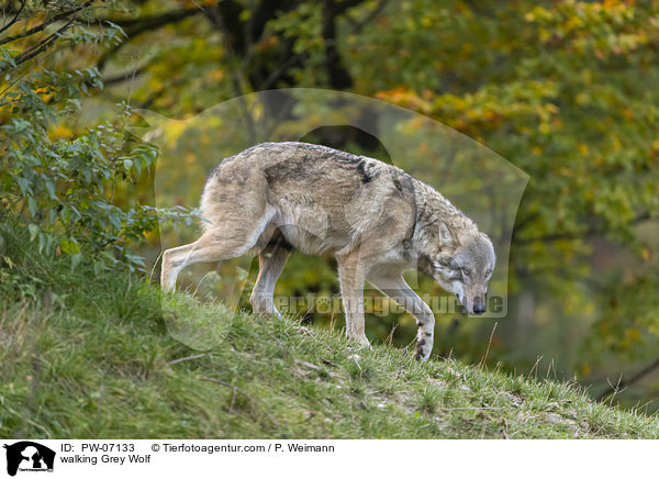 laufender Grauwolf / walking Grey Wolf / PW-07133