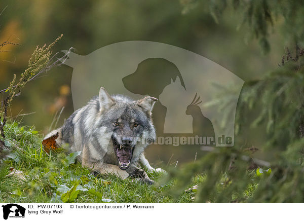 liegender Grauwolf / lying Grey Wolf / PW-07193