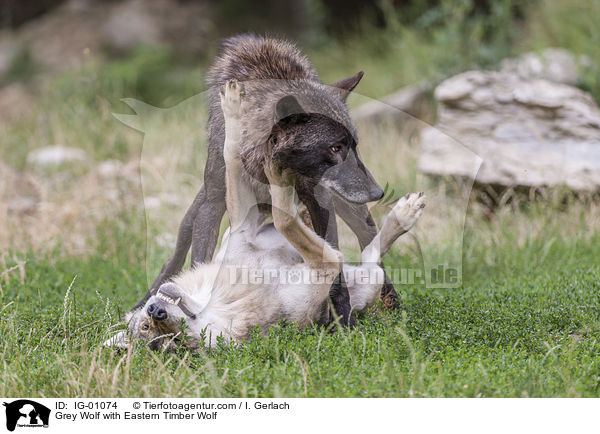 Grey Wolf with Eastern Timber Wolf / IG-01074