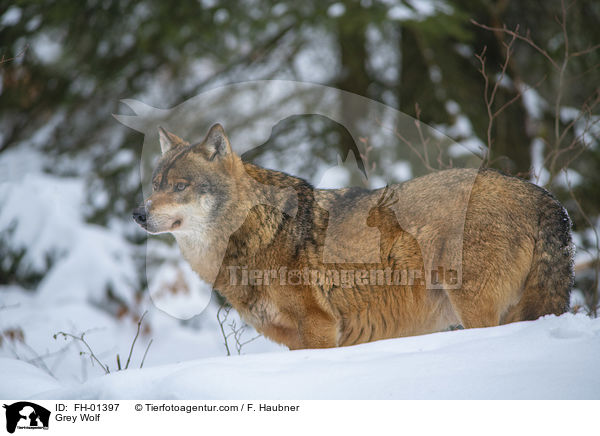 Grauwolf / Grey Wolf / FH-01397