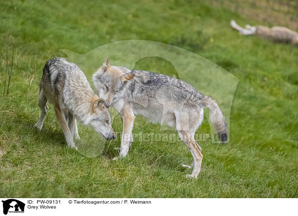 Grauwlfe / Grey Wolves / PW-09131