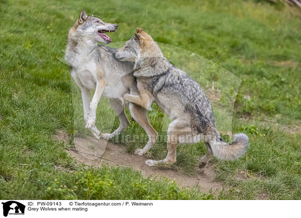 Grey Wolves when mating / PW-09143