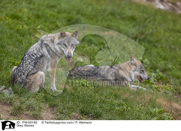 Grauwlfe / Grey Wolves / PW-09146
