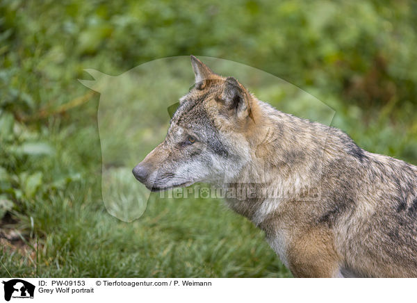 Grauwolf Portrait / Grey Wolf portrait / PW-09153