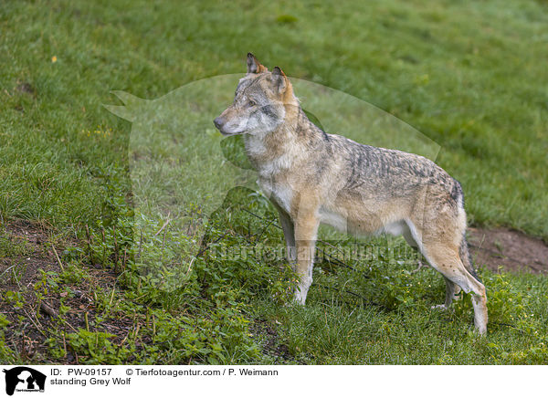stehender Grauwolf / standing Grey Wolf / PW-09157