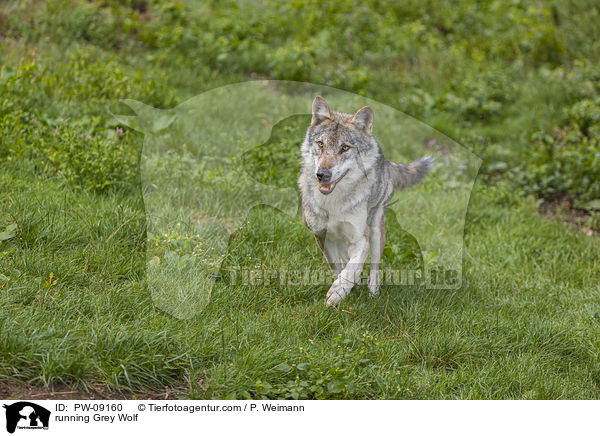 rennender Grauwolf / running Grey Wolf / PW-09160